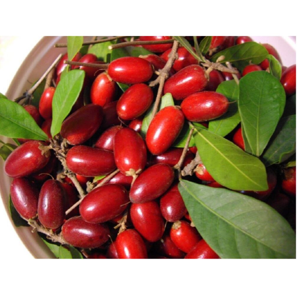 Muda Fruta do Milagre Produzindo – Mudas Rio Preto