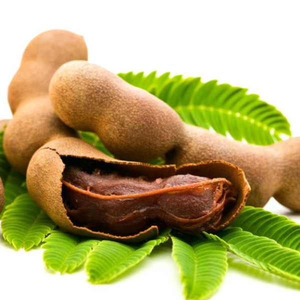 Muda de Tamarindo. Bela Muda