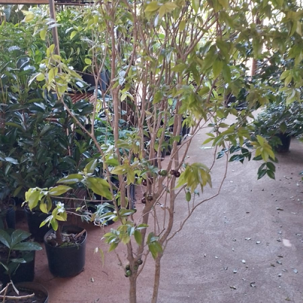 Muda Jabuticaba Híbrida. Mudas Grandes e Produzindo Frutos!
