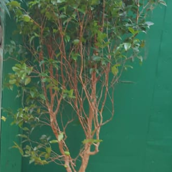 Muda Jabuticaba Híbrida. Mudas Grandes e Produzindo Frutos!