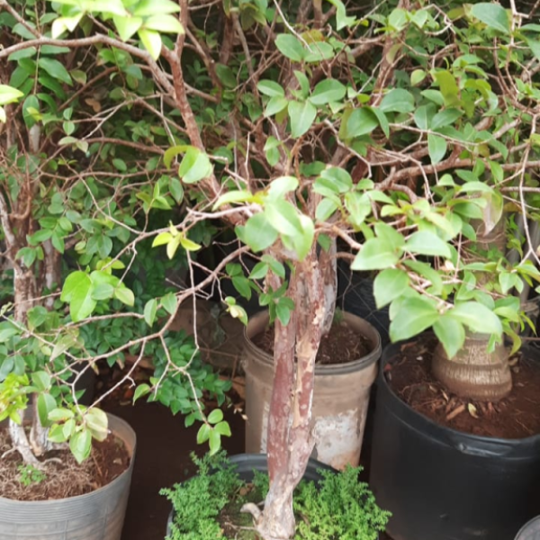 Muda Jabuticaba Sabará. Mudas Grandes e Bem Desenvolvidas!