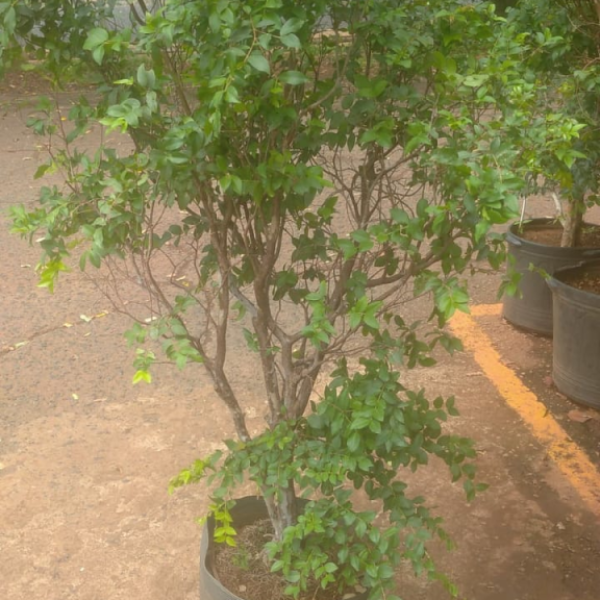 Muda Jabuticaba Sabará. Mudas Grandes e Bem Desenvolvidas!