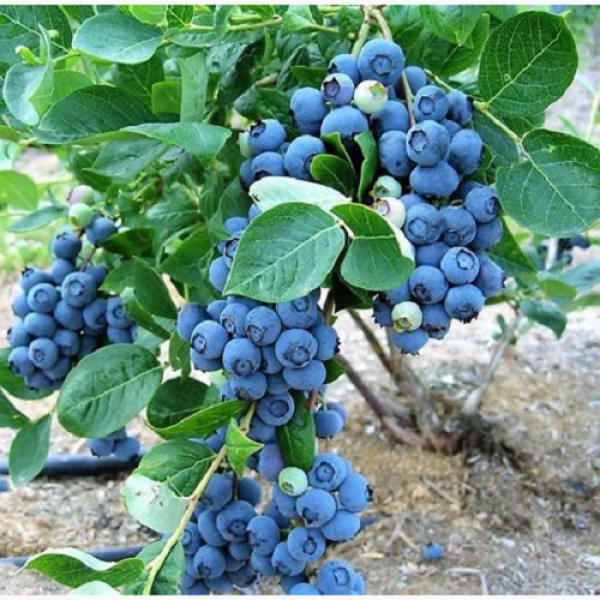 Muda De Mirtilo. Produzindo. Blueberry.
