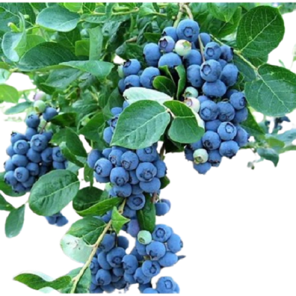 Muda De Mirtilo. Produzindo. Blueberry.
