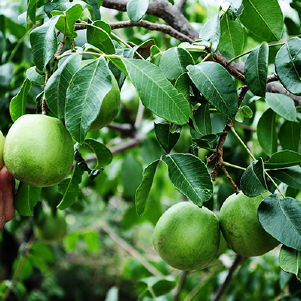 Mudas De Umbu. Rápida Produção dos Frutos.