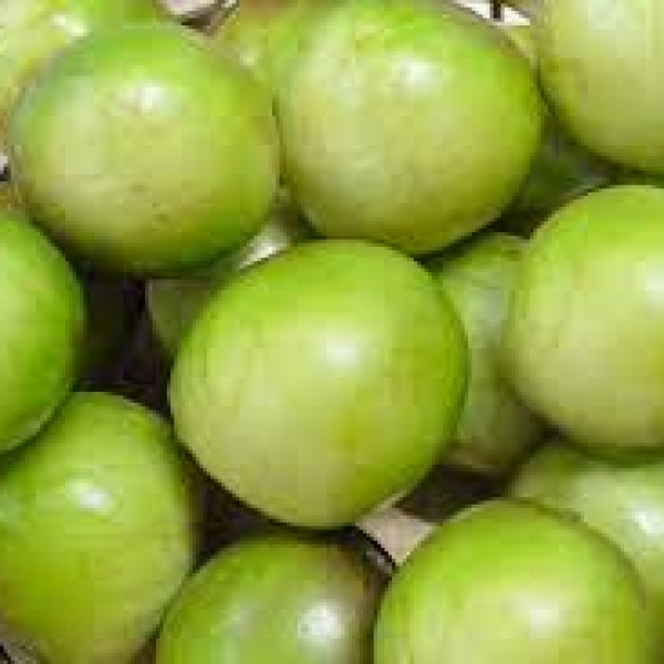 Muda de Umbu Gigante Américo Dourado