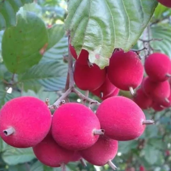 Muda De Veludinho Do Cerrado Vermelho. Rápida Produção dos Frutos.