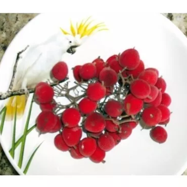 Muda De Veludinho Do Cerrado Vermelho. Rápida Produção dos Frutos.