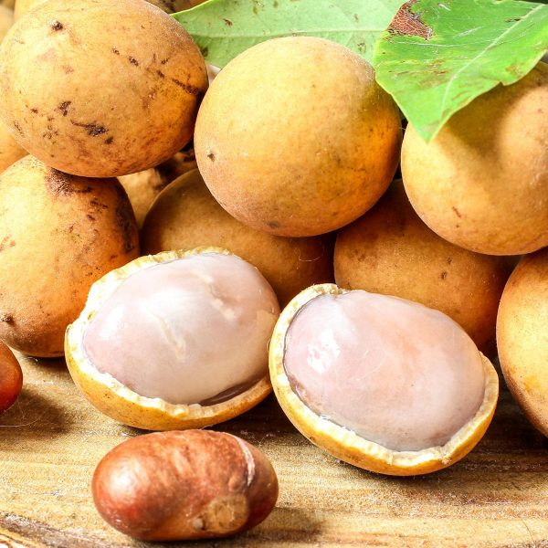 Muda Pitomba Do Norte. Olho De Boi. Mudas Grandes Bonitas.