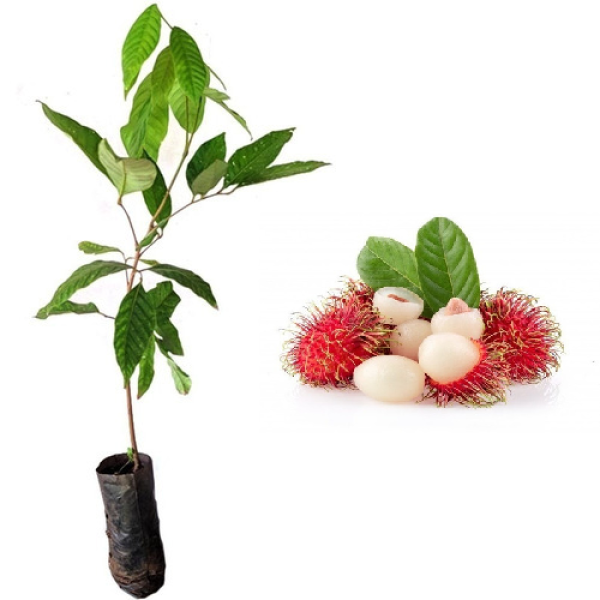 Muda De Rambutan, Rambutão. Mudas de Sementes!